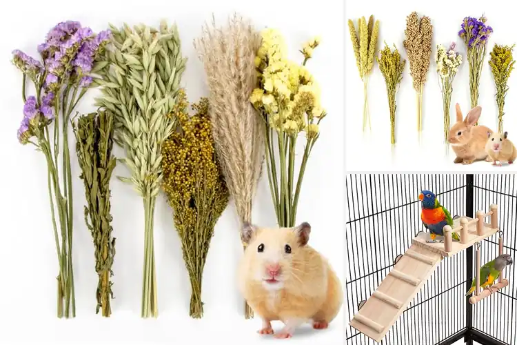 Detailed view of Best Cage Enrichment Accessories : Happy Pets, Active Fun