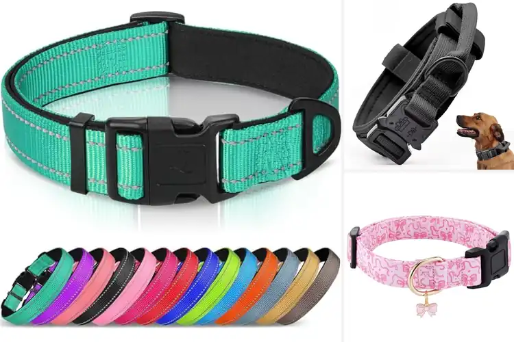 Detailed view of Best Dog Collars
