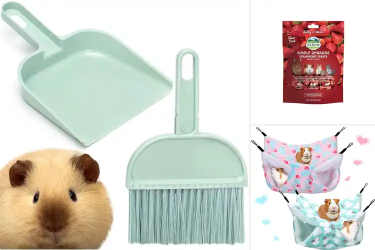 Detailed view of Best Guinea Pig Accessories