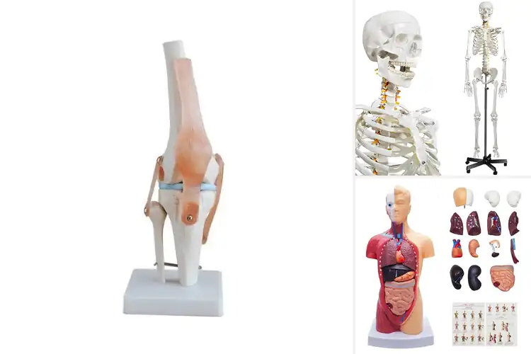 Detailed view of Best Medical Simulation Models