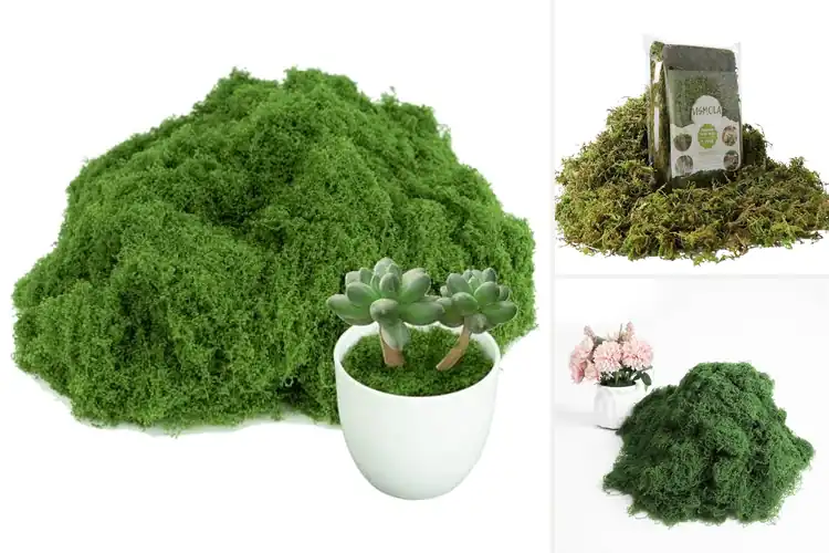 Detailed view of Best Mosses For DIY Crafts