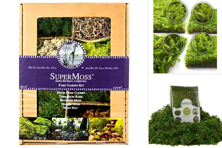 Detailed view of Best Mosses For Fairy Gardens: 10 Enchanting Options