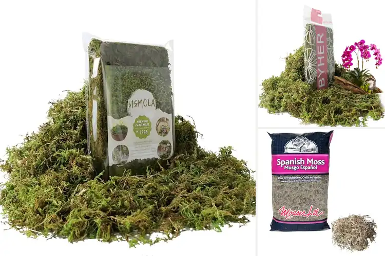 Detailed view of Best Mosses For Potted Plants