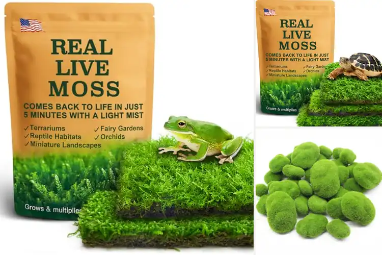 Detailed view of Best Mosses For Terrariums