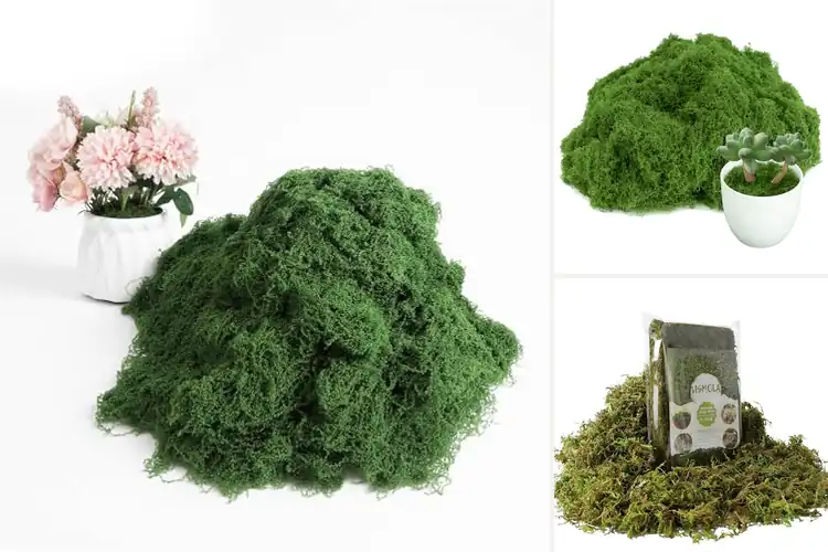 Detailed view of Best Mosses For Wedding Centerpieces