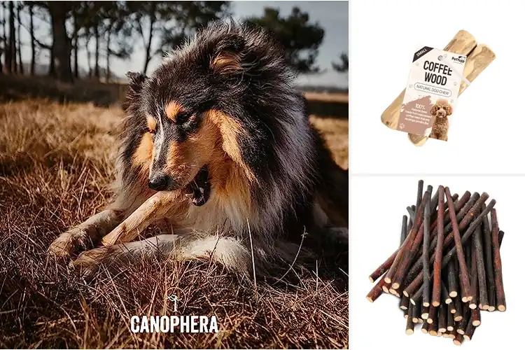 Detailed view of Best Natural Wood Chew Sticks