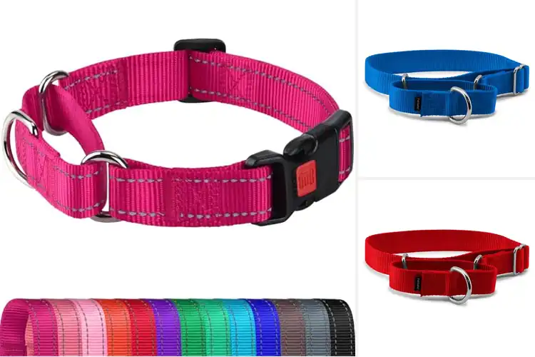 Detailed view of Best Non Sliding Elastic Loop Dog Collar