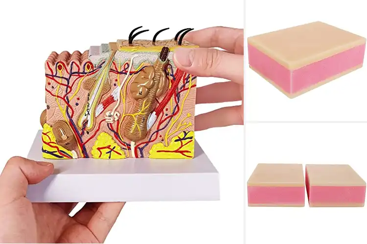 Detailed view of Best Skin Simulation Models: Master Anatomy